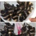 鱼苗出售