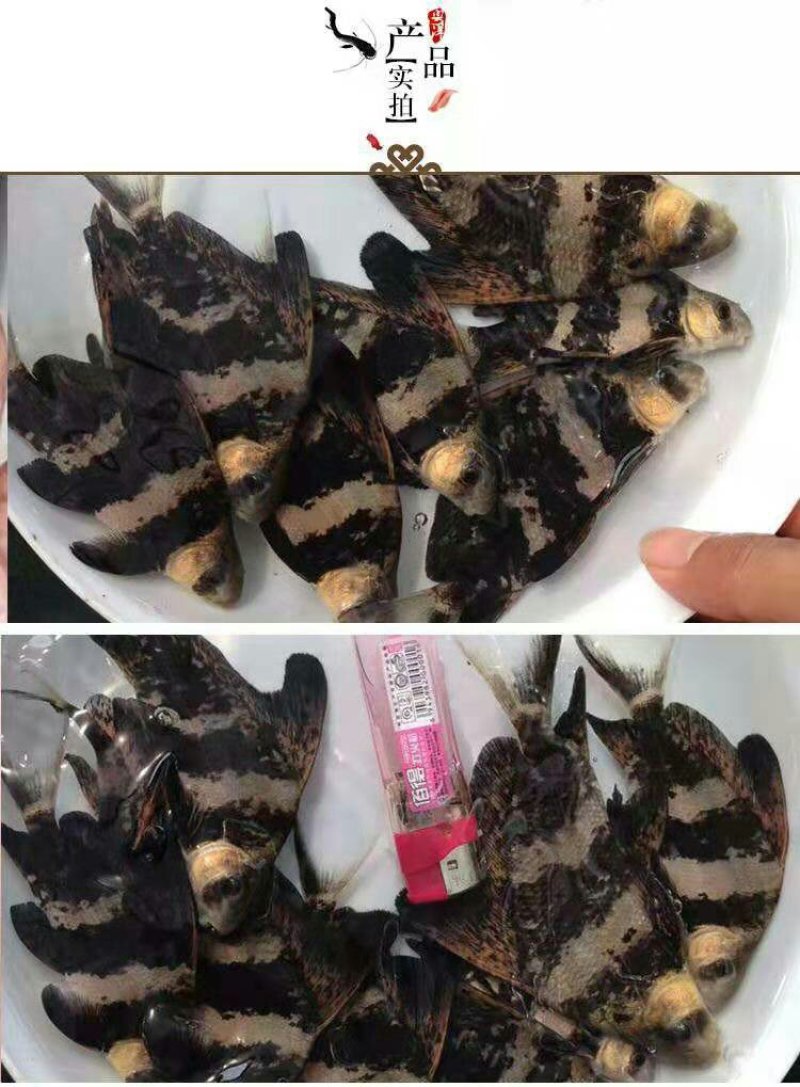 鱼苗出售