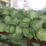 湖北甘蓝陕西精品甘蓝大量上市质量优，价位合适希望前来洽