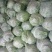 湖北甘蓝陕西精品甘蓝大量上市质量优，价位合适希望前来洽