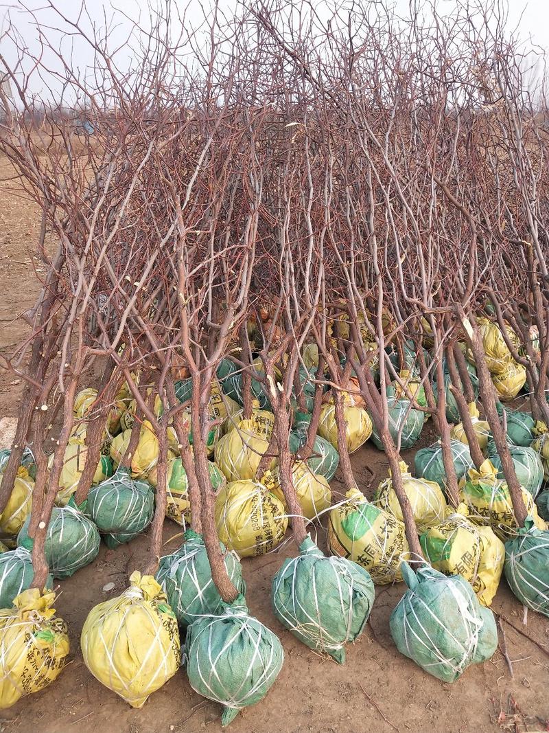 冬枣树苗规格齐全保成活保湿发货，量大从优，来电优惠