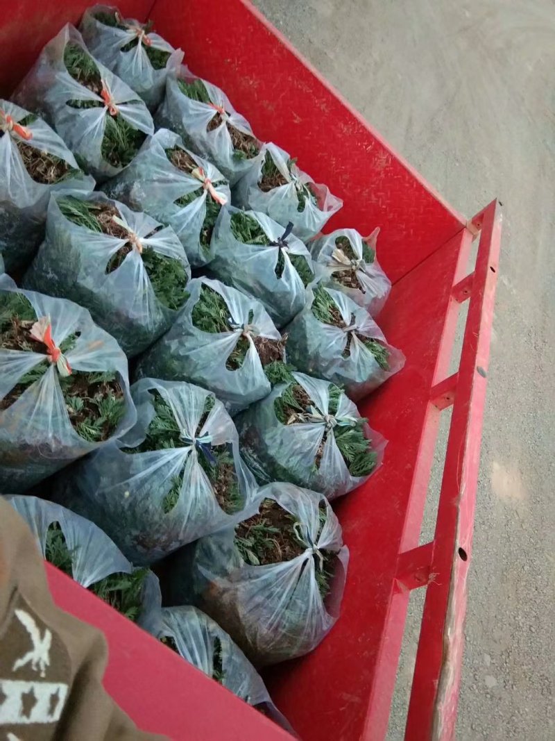 木春菊