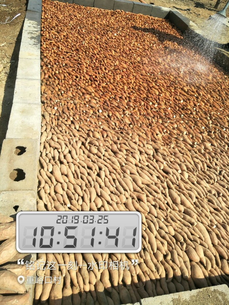 蜜薯烟25脱毒苗