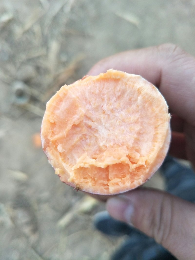 蜜薯烟25脱毒苗