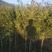 3-15公分征地南方红豆杉，3-20公分绿化精品红豆杉