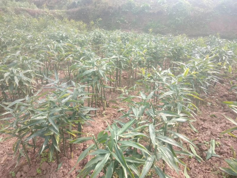 黄精种苗