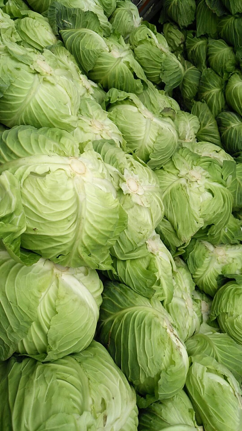上等莲花白