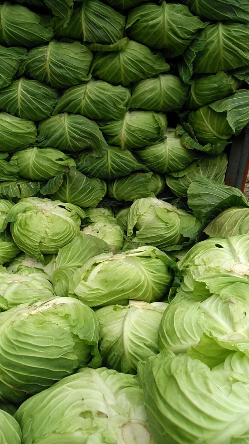 上等莲花白