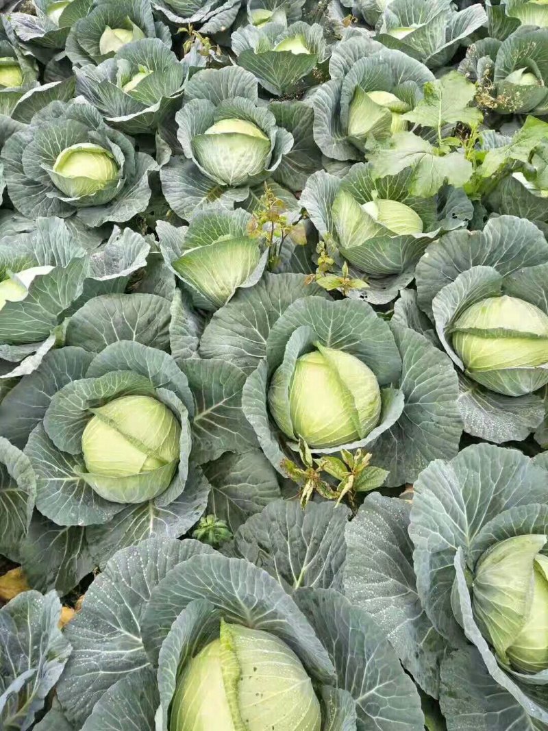 上等莲花白