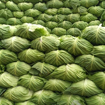 上等莲花白