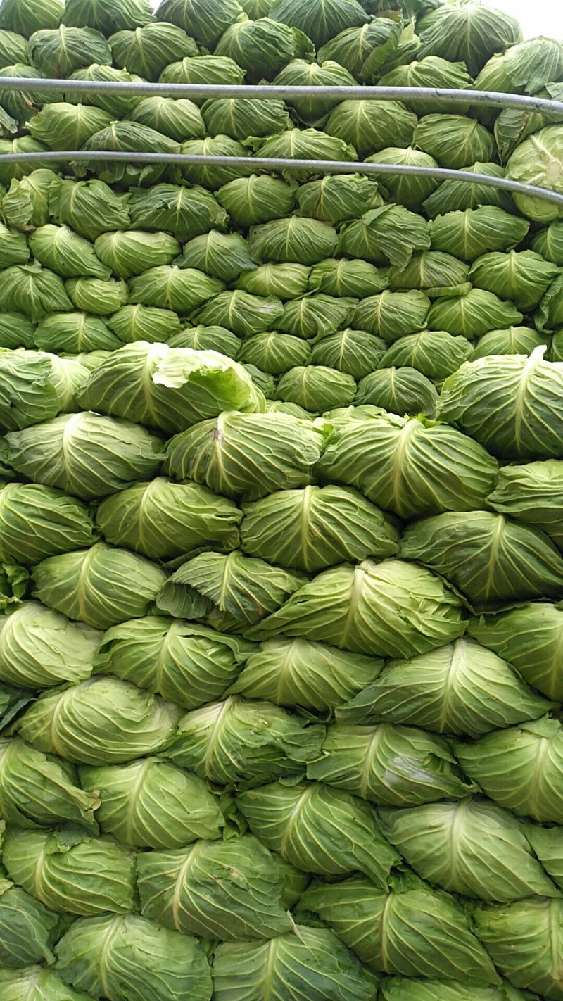 上等莲花白