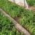 四月花黄花菜