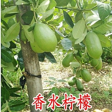 香水柠檬苗☞柠檬头嫁接香水柠檬苗