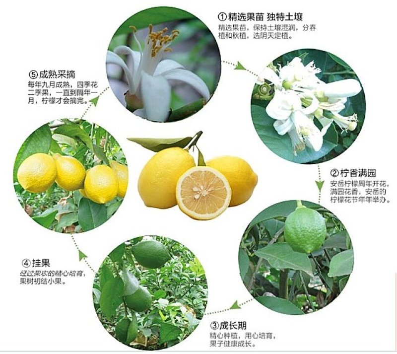 香水柠檬苗☞柠檬头嫁接香水柠檬苗