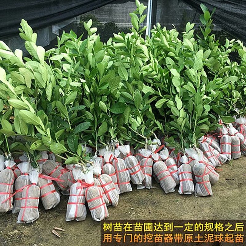 香水柠檬苗☞柠檬头嫁接香水柠檬苗