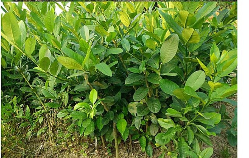 香水柠檬苗☞柠檬头嫁接香水柠檬苗