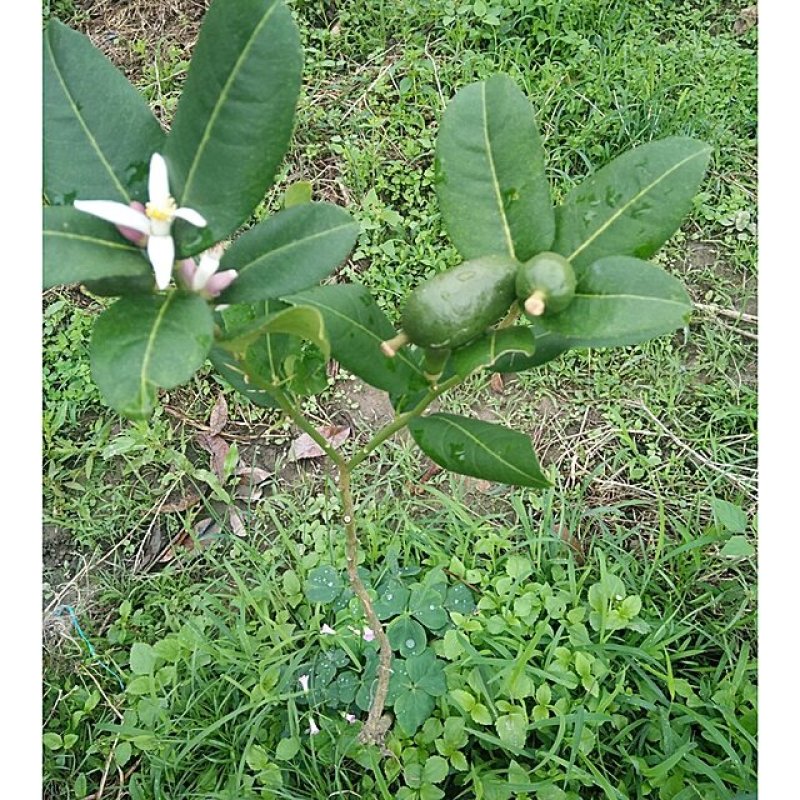 香水柠檬苗☞柠檬头嫁接香水柠檬苗
