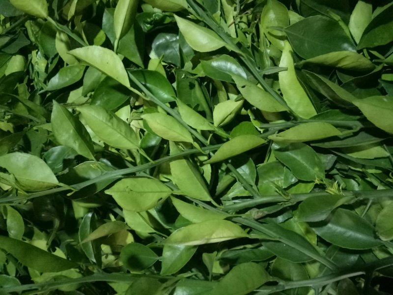 柑橘枝条明日见枝条枝条老熟品种保证一手货源