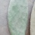 梨果仙人掌