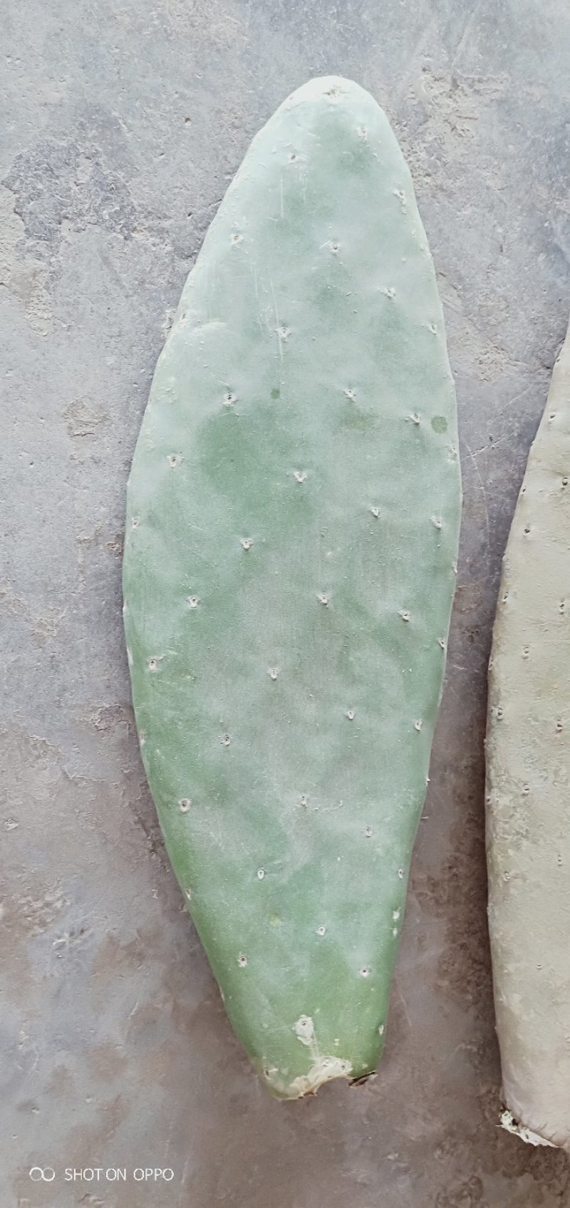 梨果仙人掌