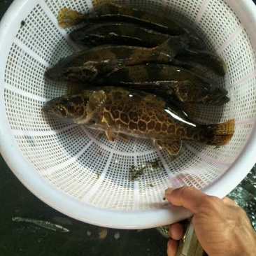 桂鱼