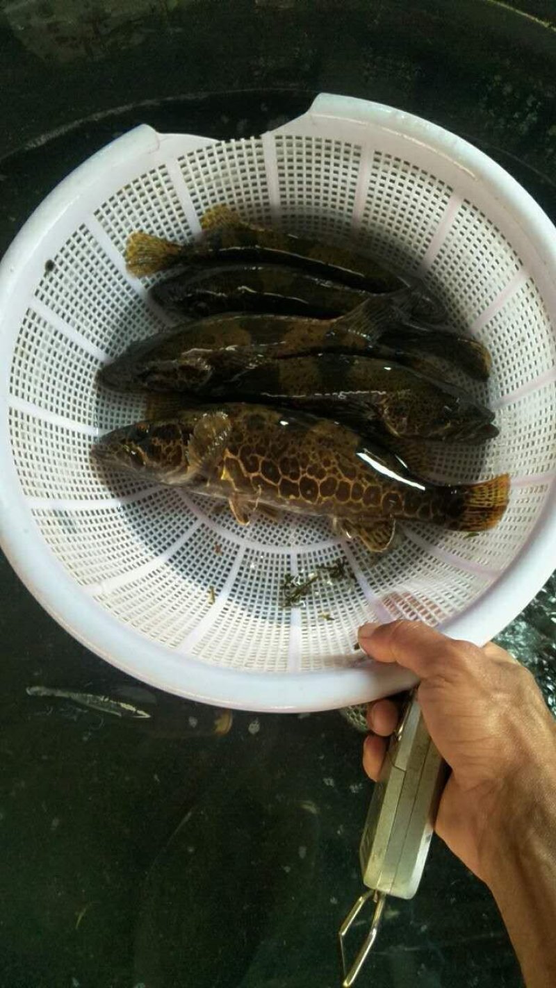 桂鱼