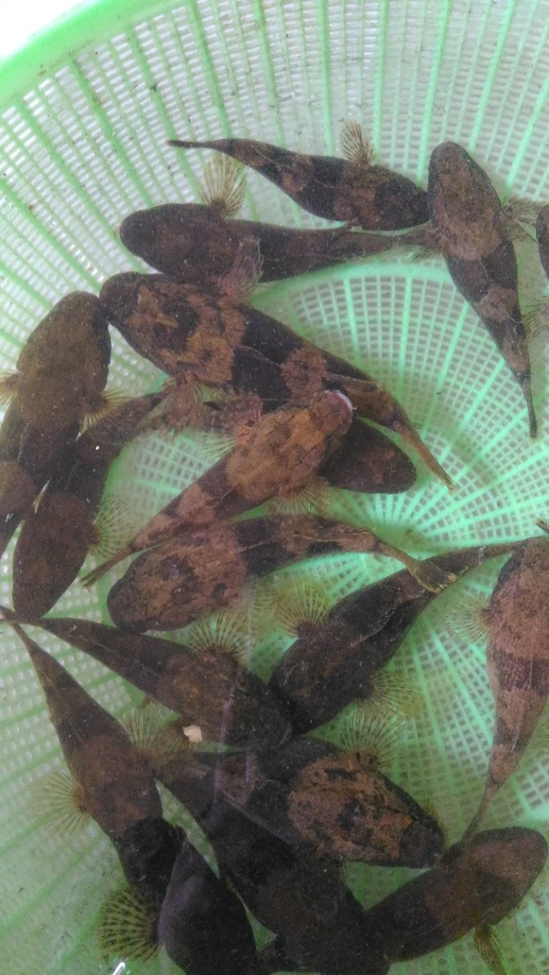 淡水鱼类