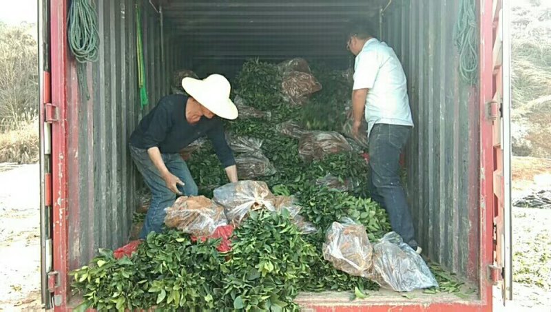 大果红肉脐橙苗/树人农林基地直发/纯度品质保证签订合同
