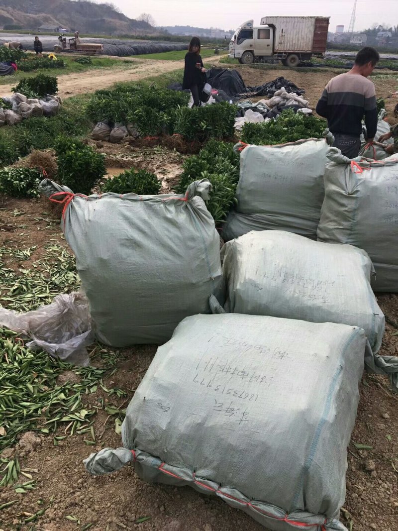 明日见苗/树人农林基地直发纯度和品质保证签订合同假一赔十