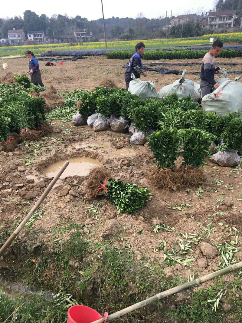明日见苗/树人农林基地直发纯度和品质保证签订合同假一赔十