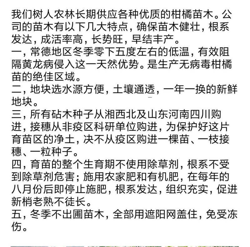 明日见苗/树人农林基地直发纯度和品质保证签订合同假一赔十