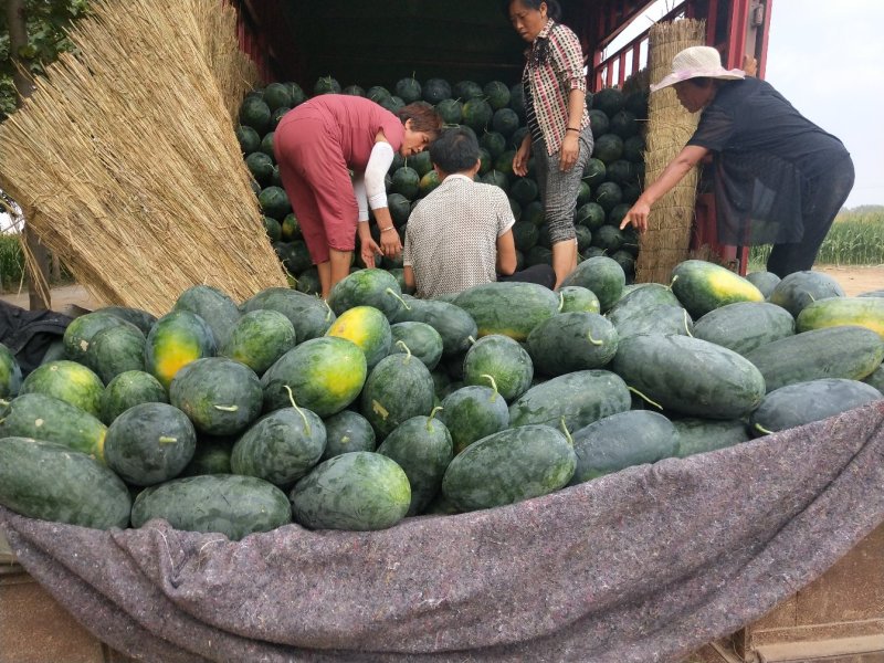 预售，太康黑美人，6月份上市。