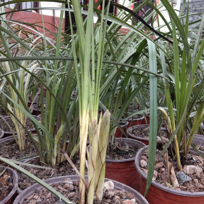 兰花彗兰