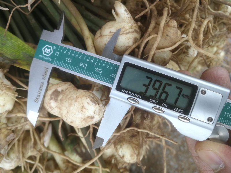 黄精种苗黄精种植基地包技术包回收黄精苗全程技术