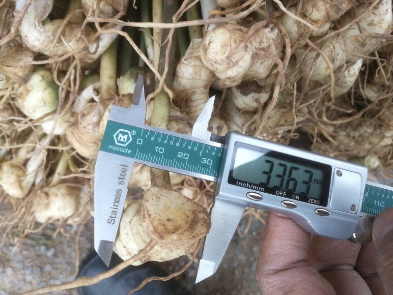 黄精种苗黄精种植基地包技术包回收黄精苗全程技术