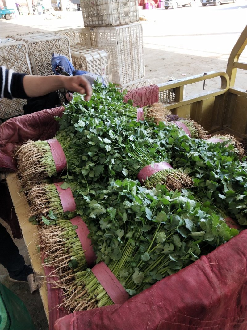 河北省邯郸市丛台区大量供应大叶香菜