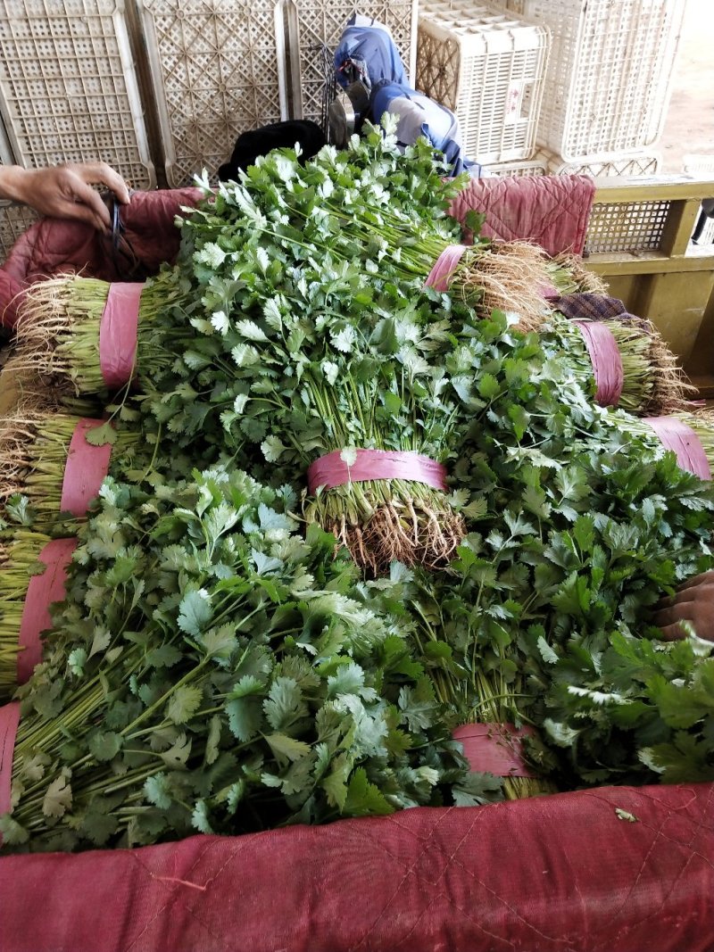 河北省邯郸市丛台区大量供应大叶香菜