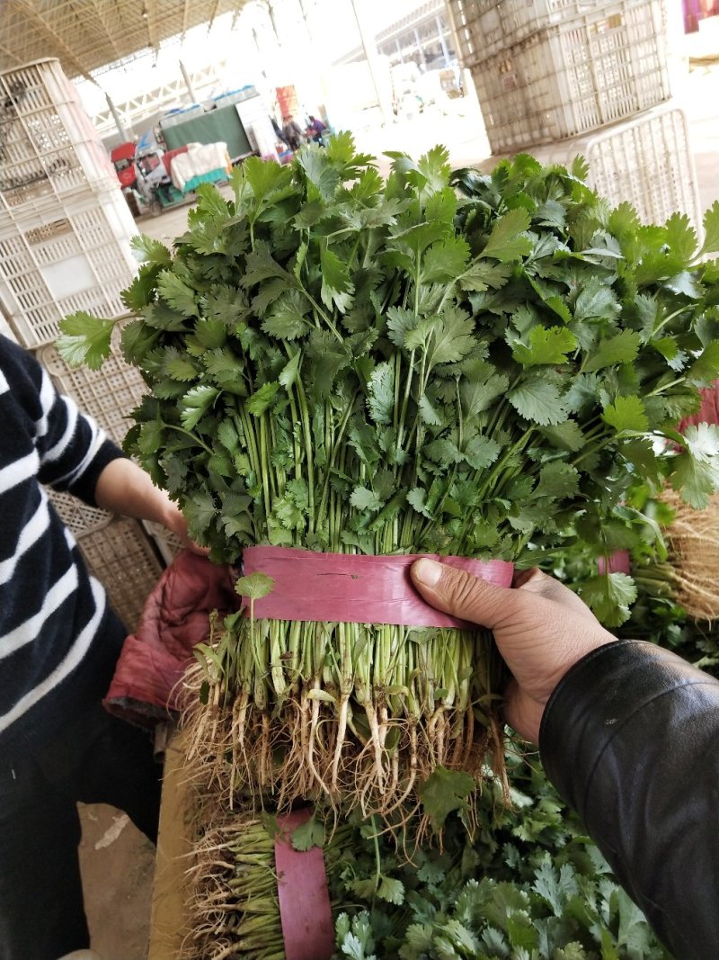 河北省邯郸市丛台区大量供应大叶香菜