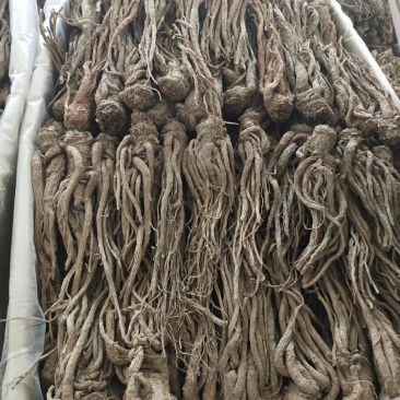 当归甘肃产地批发零售，货源充足