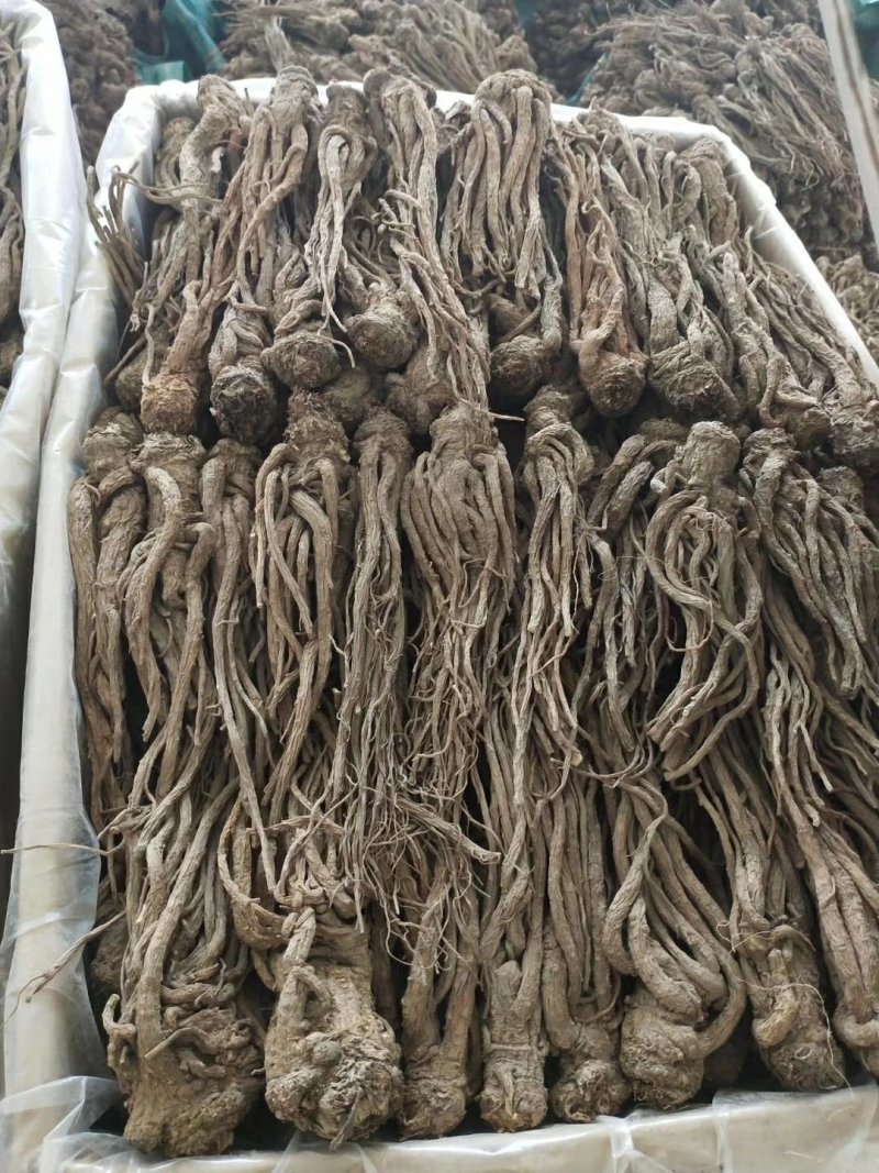 当归甘肃产地批发零售，货源充足