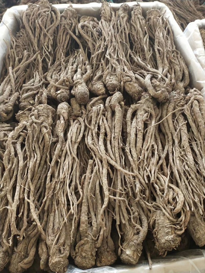 当归甘肃产地批发零售，货源充足