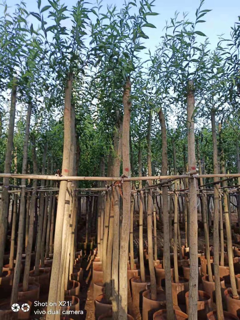柳树各种规格的柳树4-56-810-12