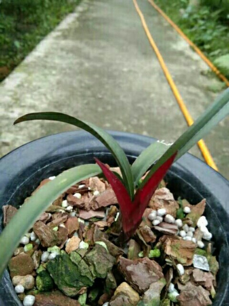 红草
