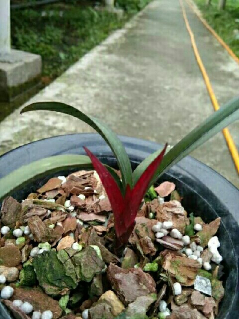红草