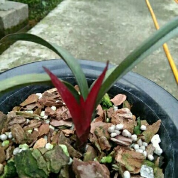 红草