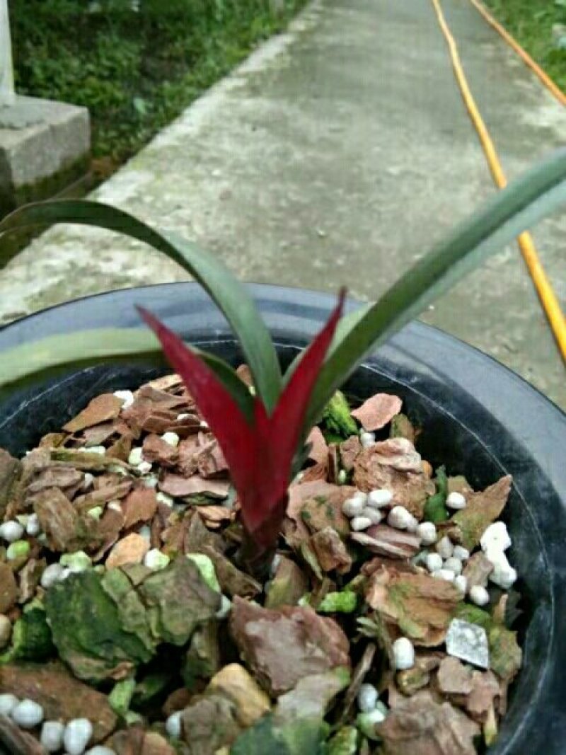 红草