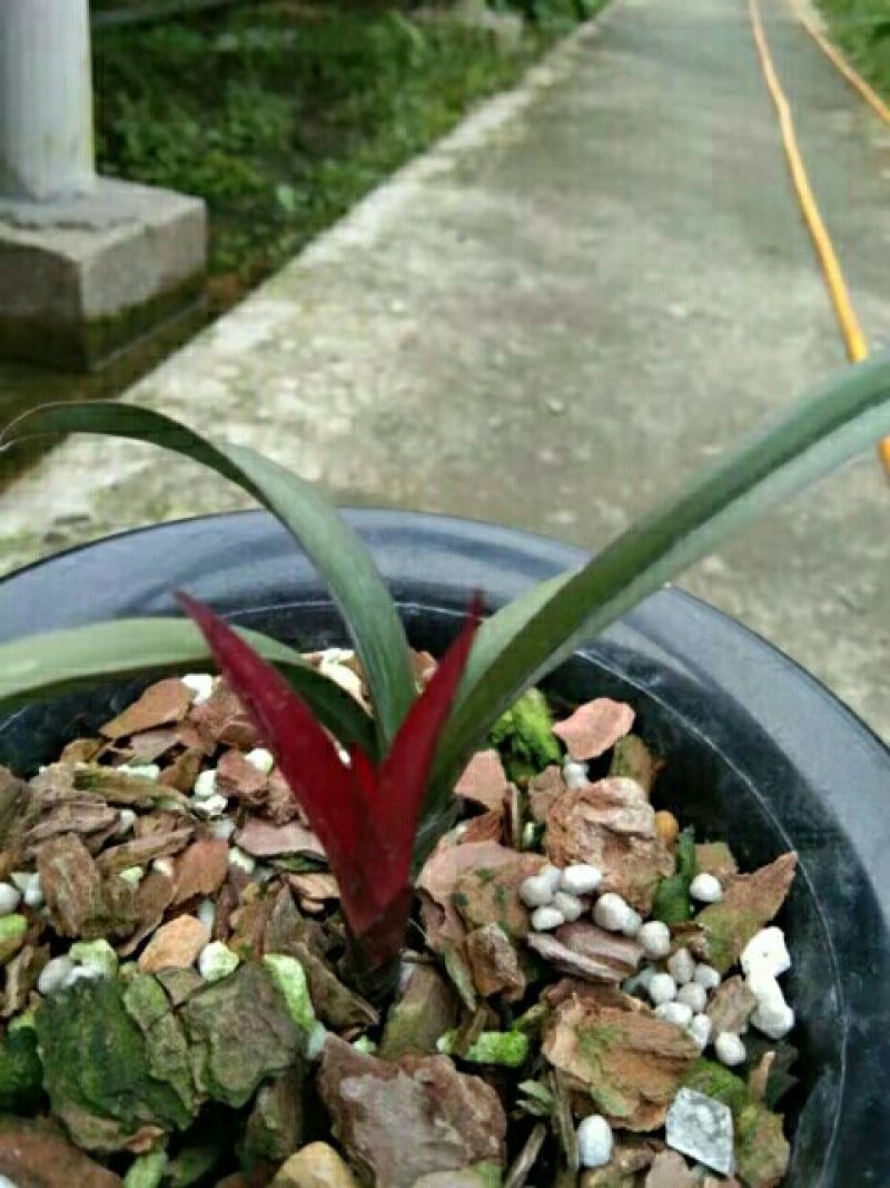红草
