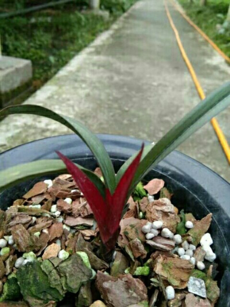 红草
