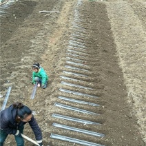 淮山（山药）浅生槽100cm