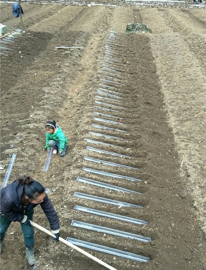 淮山（山药）浅生槽100cm